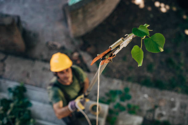 The Steps Involved in Our Tree Care Process in Burlington, NC